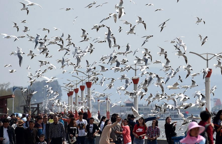 生態(tài)中國&middot;七彩云南四時春