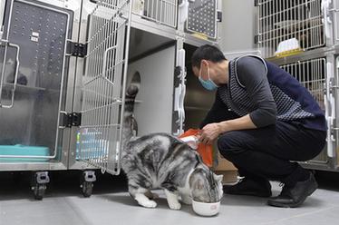 武漢：動(dòng)物醫(yī)院里的臨時(shí)&ldquo;奶爸&rdquo;