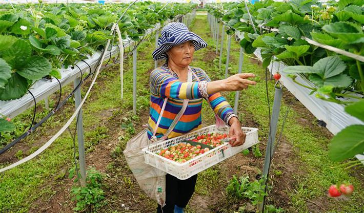 陜西太白：高山農(nóng)業(yè)&ldquo;小而精&rdquo;