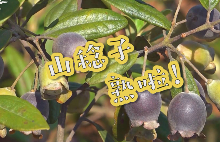 走向我們的小康生活丨山稔子熟啦！