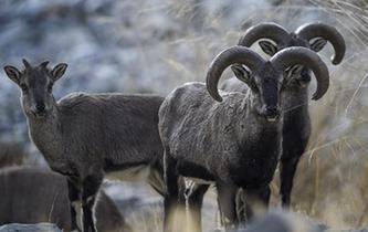 巖壁&ldquo;精靈&rdquo;躍動(dòng)賀蘭山