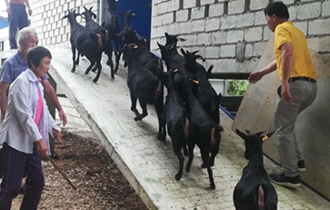 華能?？陔姀S：脫貧攻堅齊心力 貧困鄉(xiāng)村煥新顏