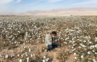 華能新疆公司：&ldquo;石榴苗圃&rdquo;唱響幸福的阿娜爾之歌