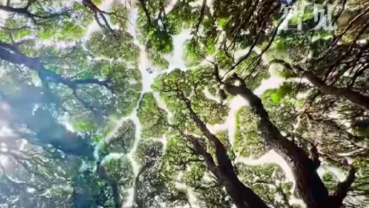 樹木為何會(huì)相互“禮讓”？