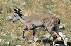野生動物是否該一"護(hù)"到底