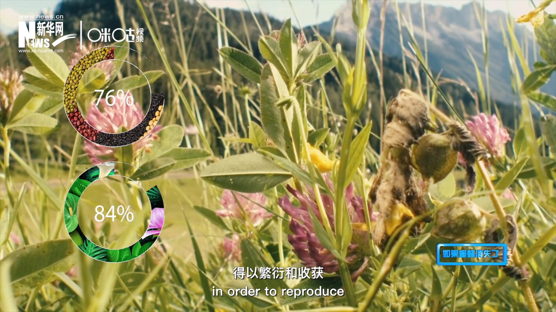 世界上百分之七十六的糧食作物和百分之八十四的植物，通過蜜蜂傳授花粉得以繁衍和收獲