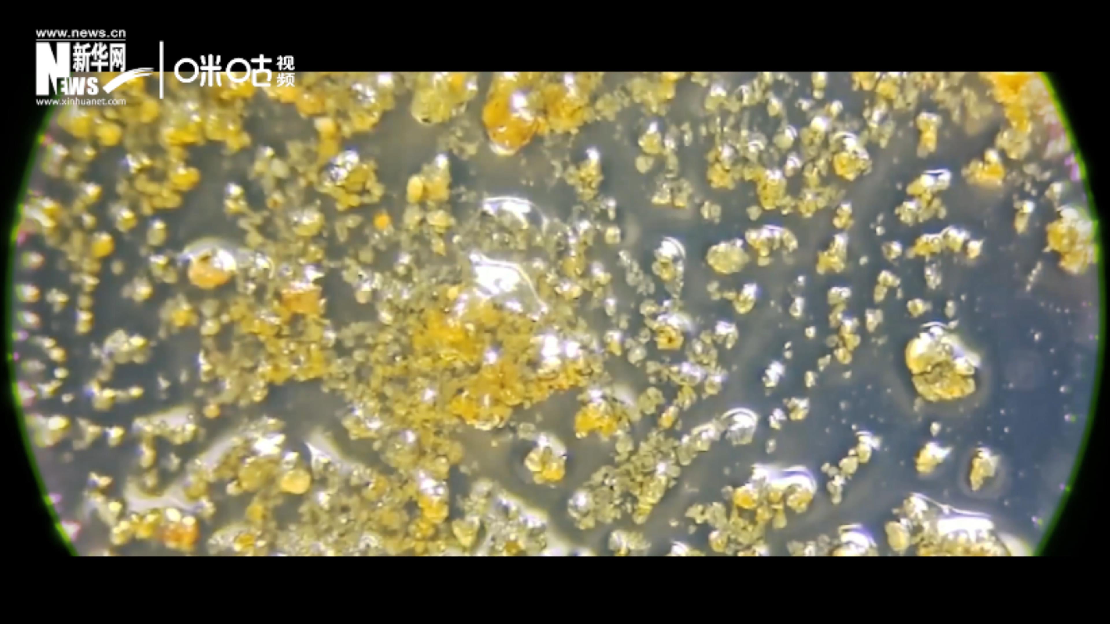 顯微鏡下土壤里的微觀(guān)世界