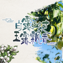 白露已過，玉露飄香