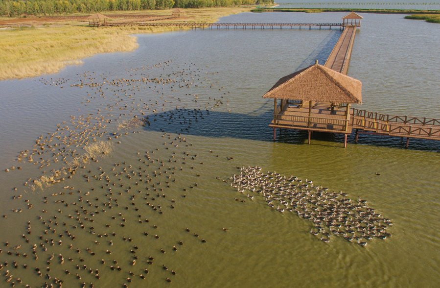 新華微評&middot;學(xué)習(xí)路上：生態(tài)興，百業(yè)旺