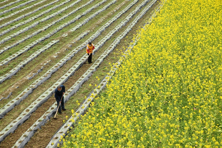 新華社評(píng)論員:防疫不誤農(nóng)時(shí)，固本首在&ldquo;三農(nóng)&rdquo;