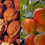 泰山核桃、紅玉杏