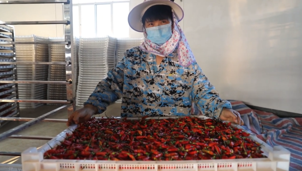 你怎么&ldquo;辣&rdquo;么好看！小辣椒映紅脫貧路