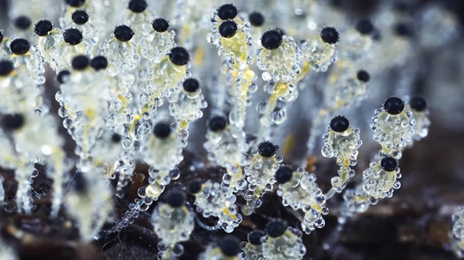 太美了！90后姑娘拍下微觀菌類(lèi)世界