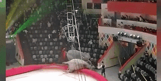 意外！場面失控 俄馬戲團大象踩踏觀眾席