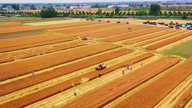 瞰豐收！風(fēng)吹麥浪 &ldquo;鐵馬&rdquo;馳騁
