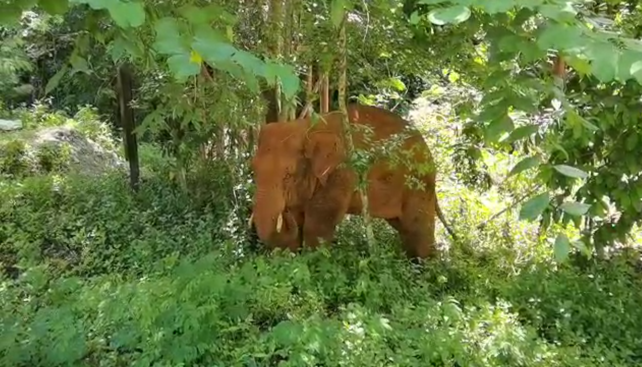 離群32天！云南北移離群獨(dú)象安全回家 專家詳解獨(dú)象&ldquo;南歸&rdquo;