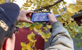 拯救你的拍照技術(shù)！五招用手機(jī)拍出唯美銀杏照
