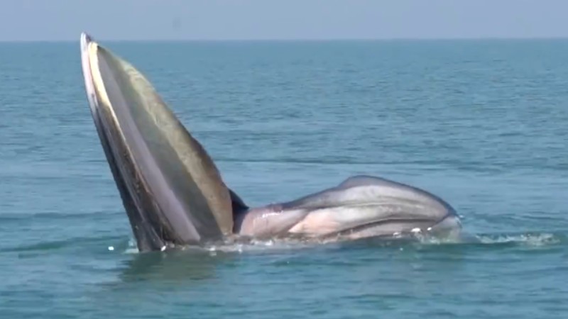 罕見！布氏鯨首次主動靠近科研船