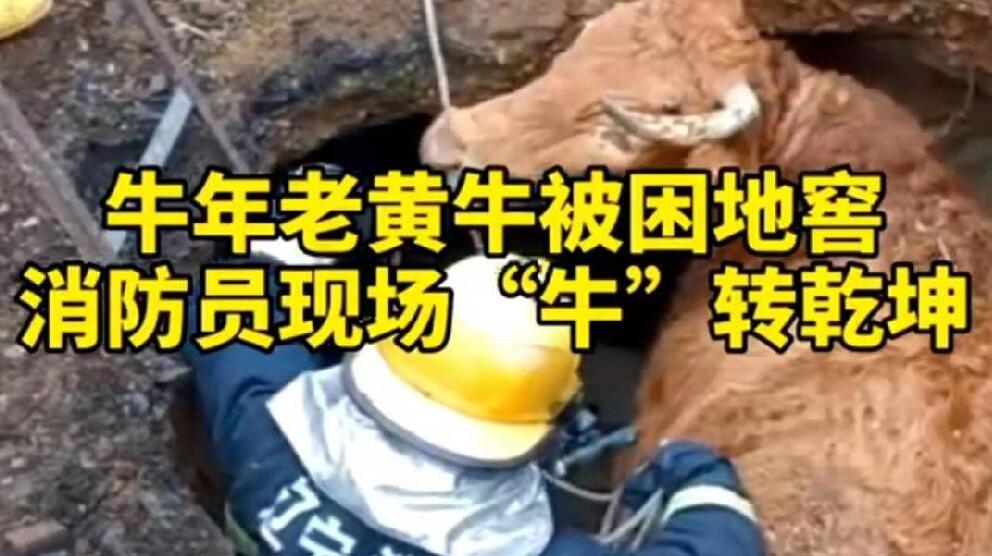 牛年老黃牛被困地窖，消防員現(xiàn)場&ldquo;牛&rdquo;轉(zhuǎn)乾坤！