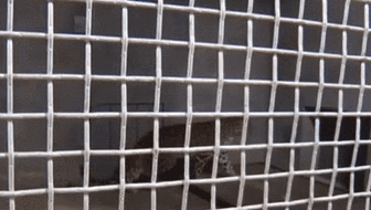 杭州通報&ldquo;金錢豹外逃事件&rdquo;調(diào)查進展