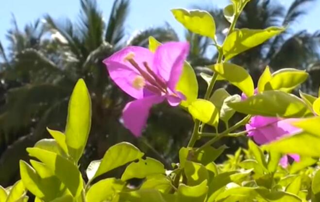 海南：超40℃！多市縣發(fā)布高溫預(yù)警