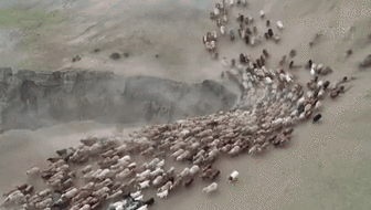 新疆福?？h43萬牲畜踏上夏季轉場路