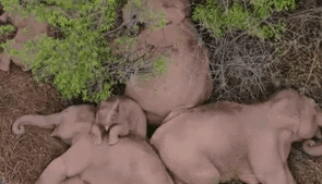 &ldquo;象&rdquo;往何處？ 亞洲象的&ldquo;正確睡姿&rdquo;什么樣？