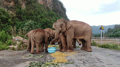 大象去哪兒？ 昨天野象群在玉溪易門(mén)活動(dòng)