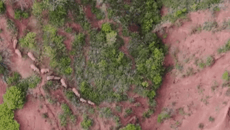 &ldquo;象&rdquo;往何方？ 象群正翻山南行 當(dāng)?shù)赜行蚴枭⑷罕? /></a>
<div   id=