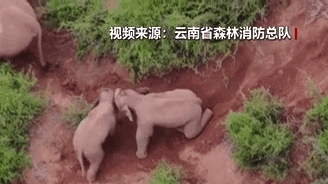 &ldquo;象&rdquo;往何方？野象群持續(xù)向南行進(jìn)