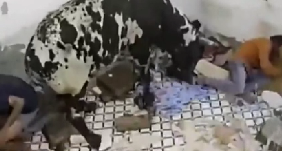 驚嚇！ 印度公牛打架沖進屋子 男子奪門而出