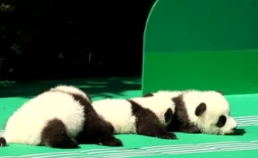 &ldquo;萌神&rdquo;駕到！新生熊貓寶寶&ldquo;C位&rdquo;亮相