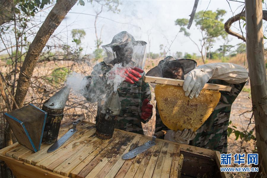 （國際&middot;聚焦進口博覽會&middot;圖文互動）（4）通訊：贊比亞蜂蜜企業(yè)欲借進博會開拓中國市場