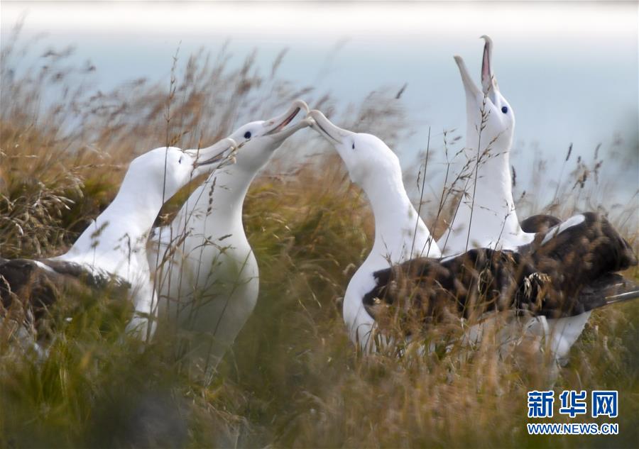 （國(guó)際&middot;圖文互動(dòng)）（5）通訊：探訪新西蘭泰厄羅阿角信天翁之家