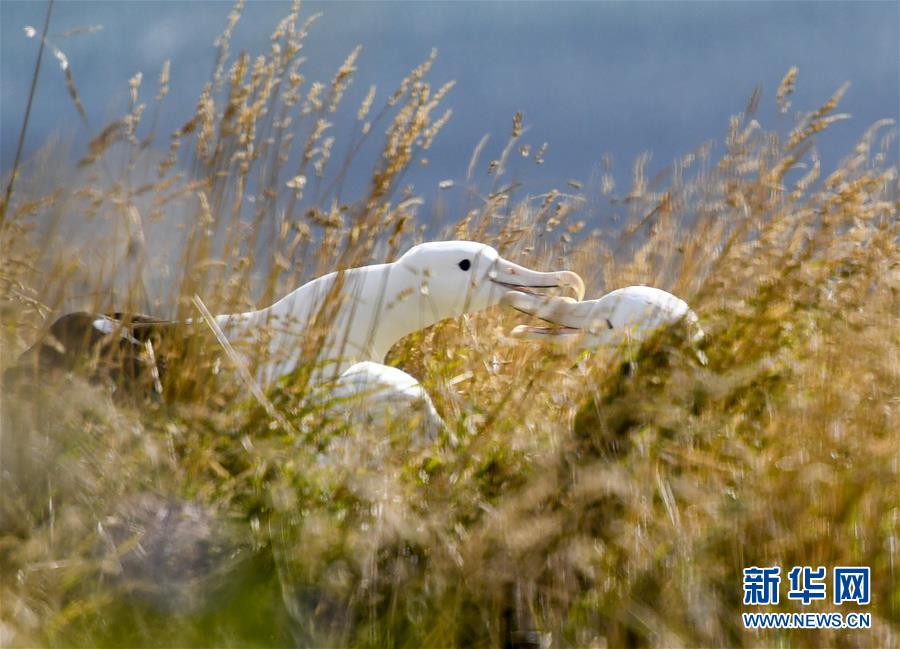 （國(guó)際&middot;圖文互動(dòng)）（7）通訊：探訪新西蘭泰厄羅阿角信天翁之家