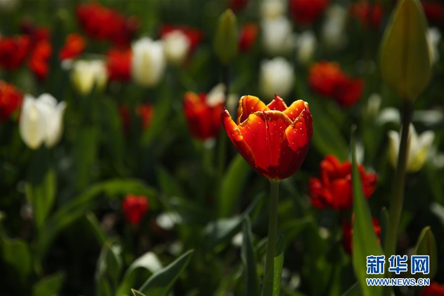 （國際&middot;北京世園會）（16）世界園林巡禮&mdash;&mdash;比利時(shí)拜加登城堡