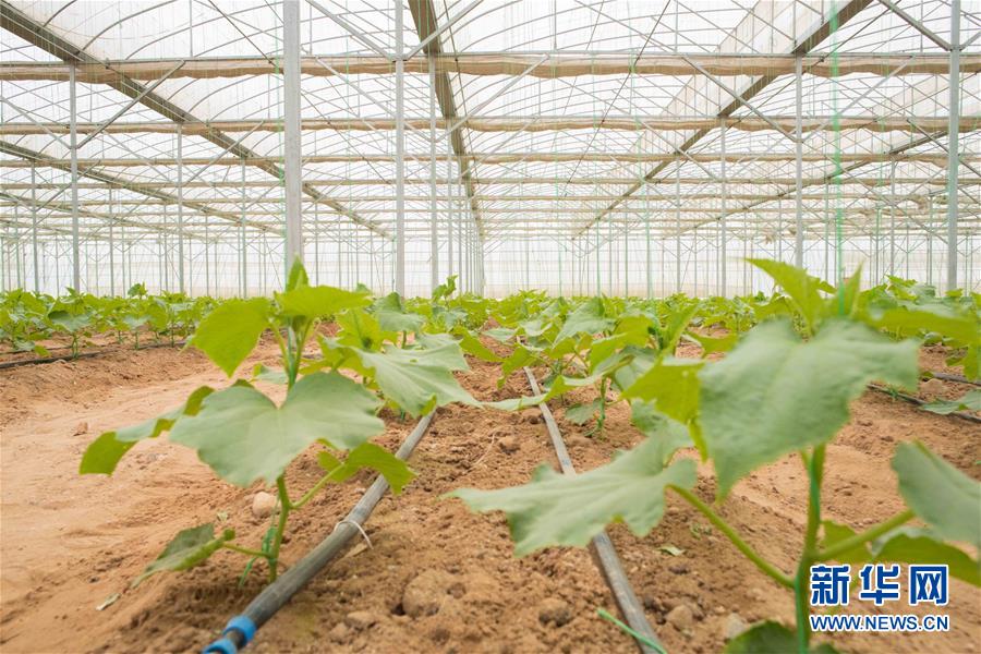 （國(guó)際&middot;&ldquo;一帶一路&rdquo;高峰論壇&middot;圖文互動(dòng)）（6）荒漠正在成為瓜果飄香的綠洲&mdash;&mdash;記中國(guó)國(guó)機(jī)重工埃及現(xiàn)代農(nóng)業(yè)溫室項(xiàng)目