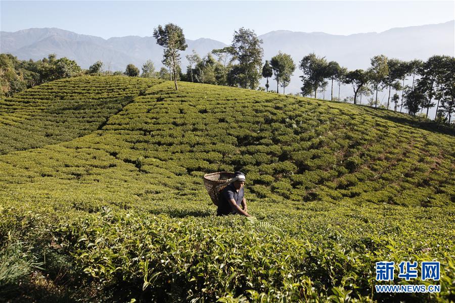 （亞洲文明對(duì)話(huà)大會(huì)）（3）茗香亞洲 茶韻綿長(zhǎng)