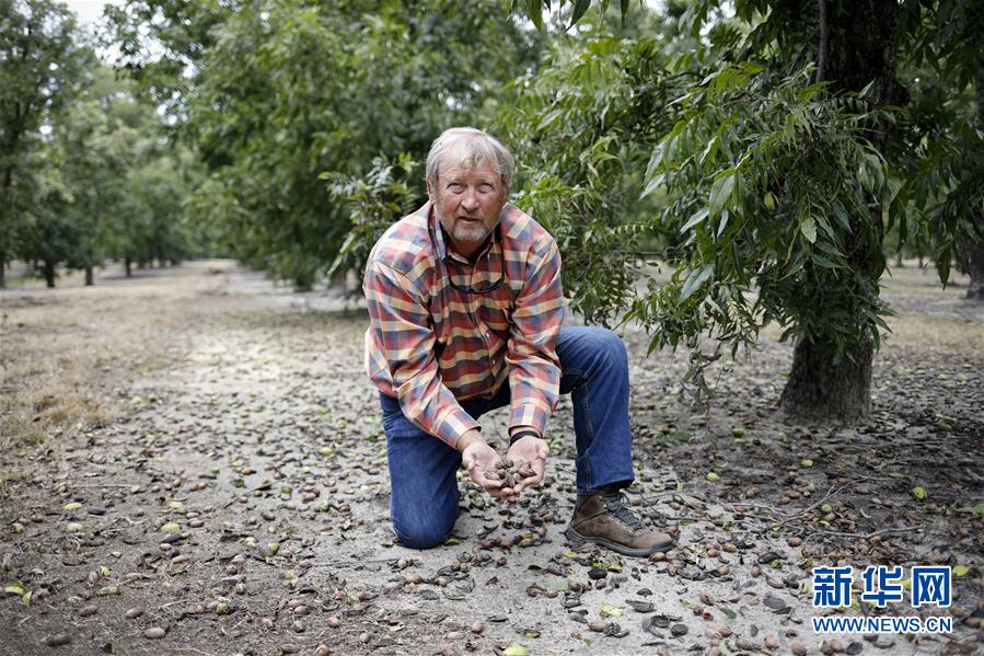 （國(guó)際&middot;圖文互動(dòng)）（4）通訊：期待美中盡早達(dá)成貿(mào)易協(xié)議&mdash;&mdash;颶風(fēng)和關(guān)稅夾擊下的美國(guó)山核桃種植戶盼重回中國(guó)市場(chǎng)