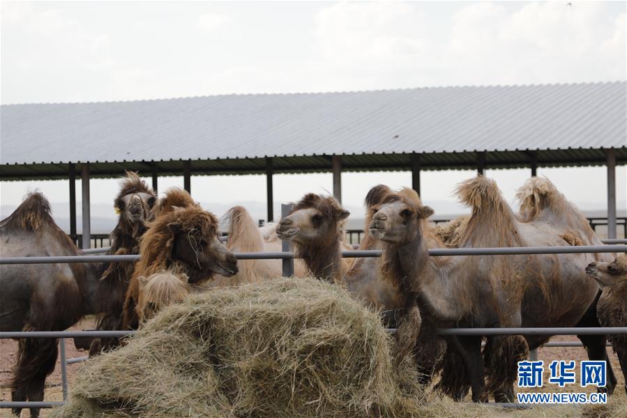 （國際&middot;圖文互動）（1）從&ldquo;先遣隊&rdquo;到&ldquo;正規(guī)軍&rdquo;&mdash;&mdash;哈薩克斯坦駱駝奶粉入華記