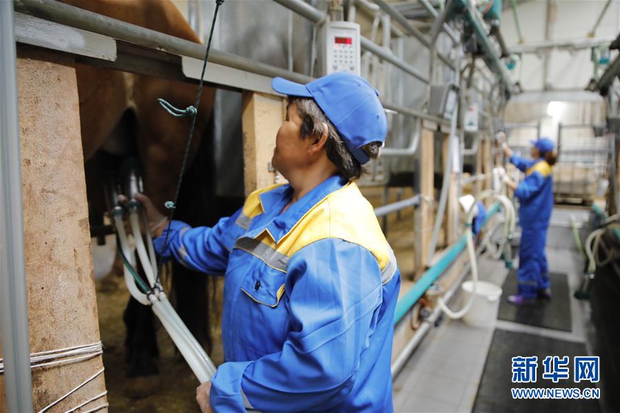 （國際&middot;圖文互動）（3）從&ldquo;先遣隊&rdquo;到&ldquo;正規(guī)軍&rdquo;&mdash;&mdash;哈薩克斯坦駱駝奶粉入華記