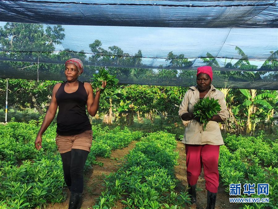 （國際&middot;圖文互動）（1）通訊：&ldquo;有機(jī)&rdquo;已成古巴農(nóng)民生活方式