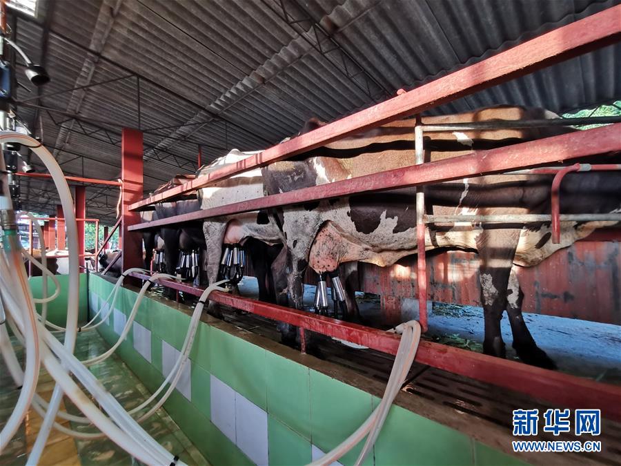 （國際&middot;圖文互動）（3）通訊：&ldquo;有機(jī)&rdquo;已成古巴農(nóng)民生活方式