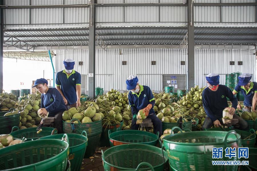 （第三屆進(jìn)博會(huì)&middot;圖文互動(dòng)）（3）通訊：椰香飄進(jìn)進(jìn)博會(huì) 市場開放共繁榮&mdash;&mdash;一名泰國椰商的心聲