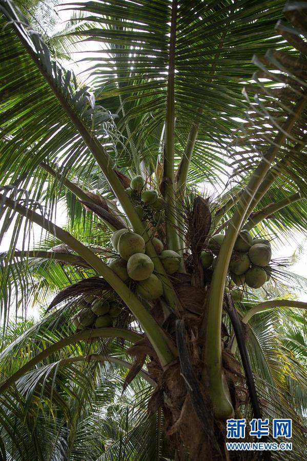 （第三屆進(jìn)博會(huì)&middot;圖文互動(dòng)）（6）通訊：椰香飄進(jìn)進(jìn)博會(huì) 市場開放共繁榮&mdash;&mdash;一名泰國椰商的心聲