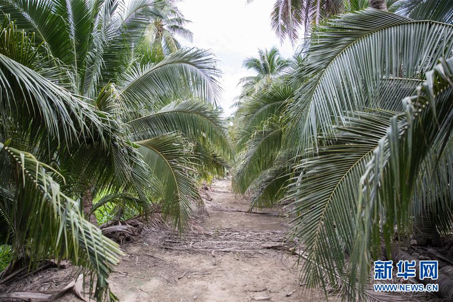 （第三屆進(jìn)博會(huì)&middot;圖文互動(dòng)）（7）通訊：椰香飄進(jìn)進(jìn)博會(huì) 市場開放共繁榮&mdash;&mdash;一名泰國椰商的心聲