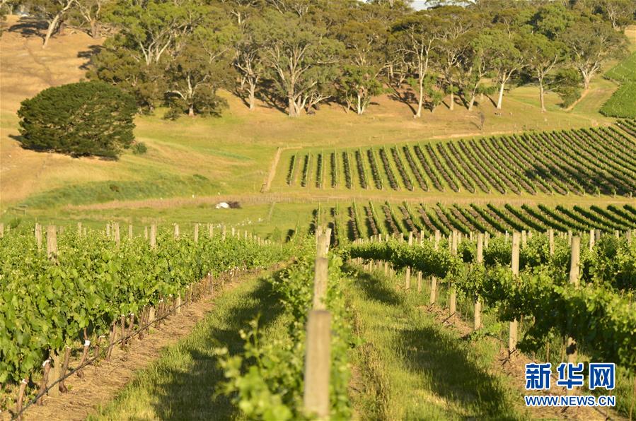 （第三屆進博會&middot;圖文互動）（5）專訪：進博會是了解中國市場的好機會&mdash;&mdash;訪澳大利亞諾瓦維塔葡萄酒集團創(chuàng)始人卡臣