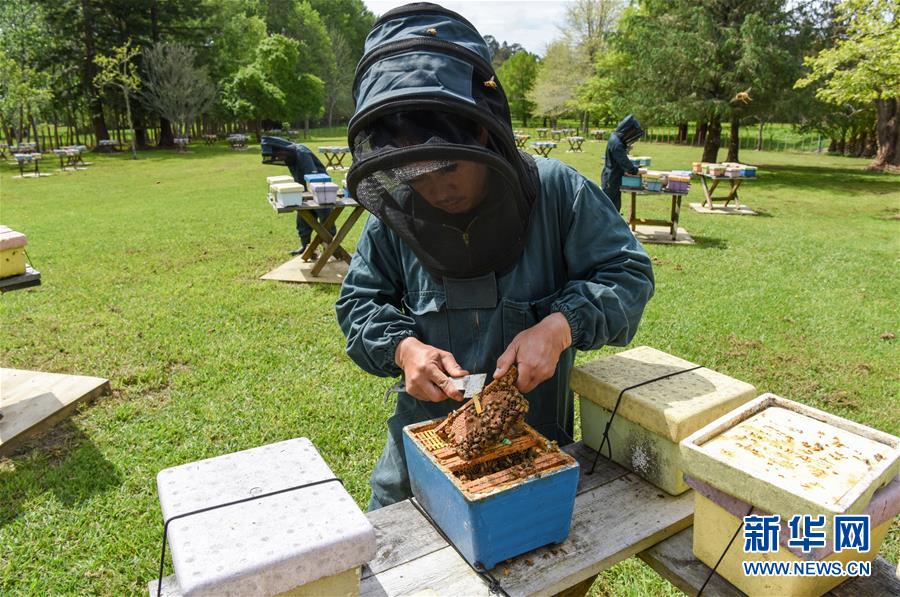 （第三屆進(jìn)博會(huì)&middot;圖文互動(dòng)）（7）通訊：新西蘭的進(jìn)博會(huì)味道，甜