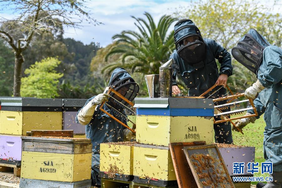 （第三屆進(jìn)博會(huì)&middot;圖文互動(dòng)）（8）通訊：新西蘭的進(jìn)博會(huì)味道，甜