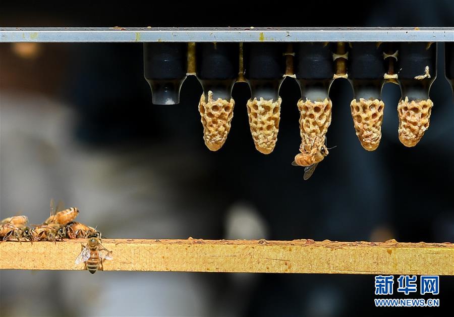 （第三屆進(jìn)博會(huì)&middot;圖文互動(dòng)）（9）通訊：新西蘭的進(jìn)博會(huì)味道，甜